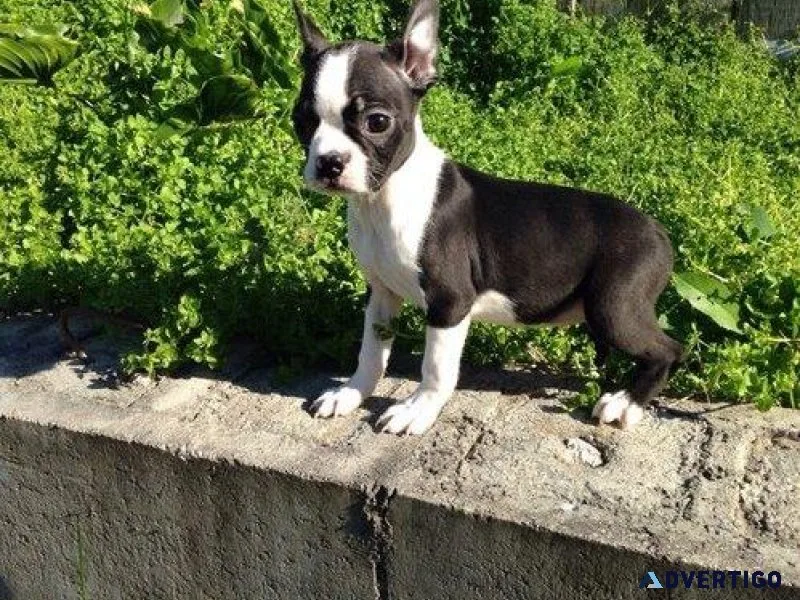 Boston Terrier Puppies