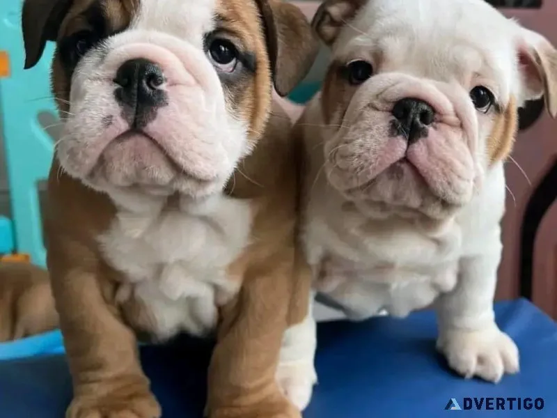 English Bulldog Puppies