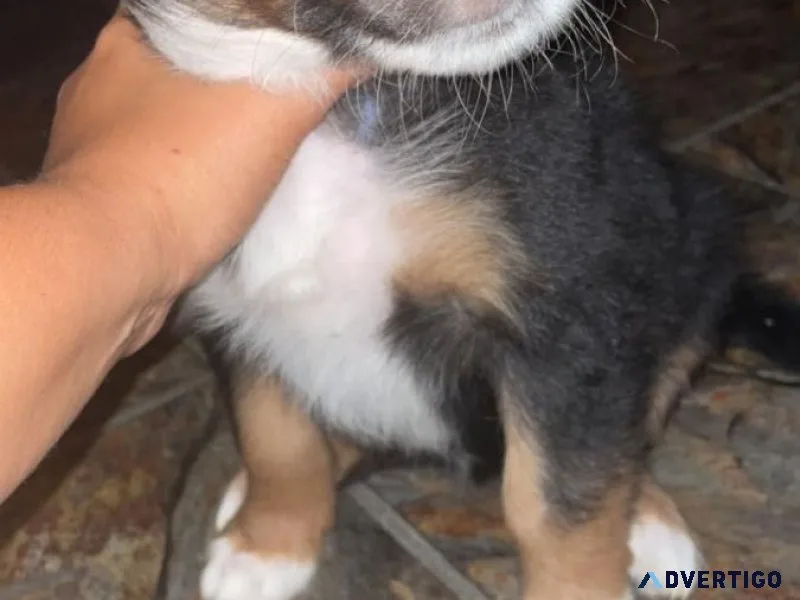 Australian shepherd puppies