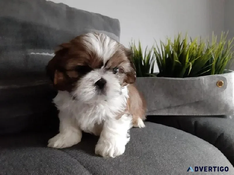 btjyk SHIH TZU PUPPIES