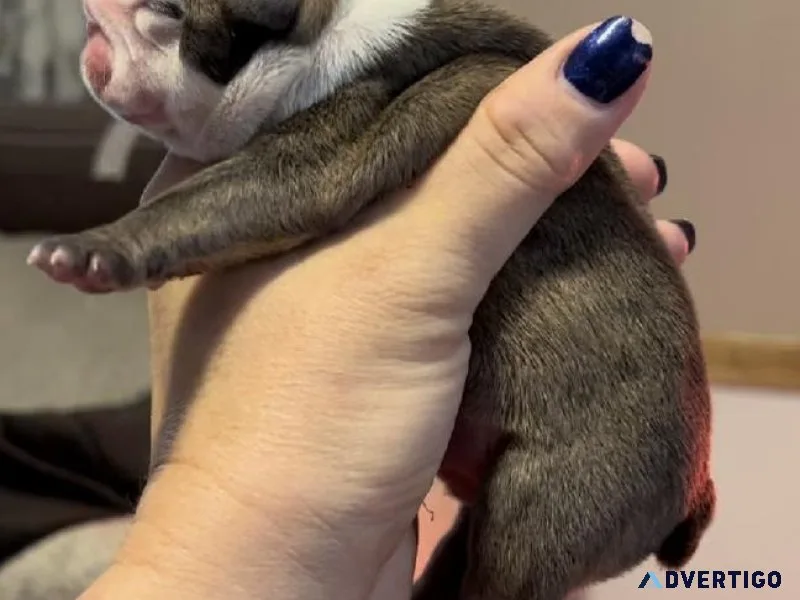 English Bulldogs 5 males