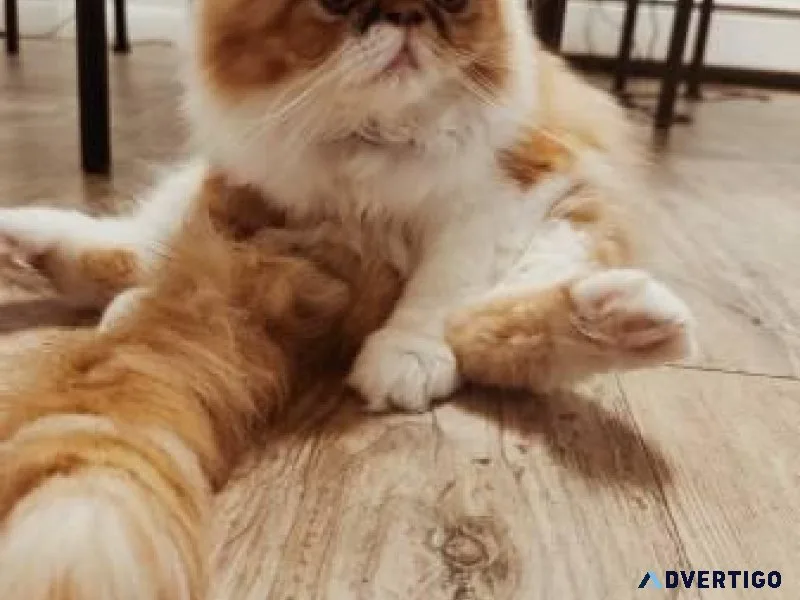 Persian kittens