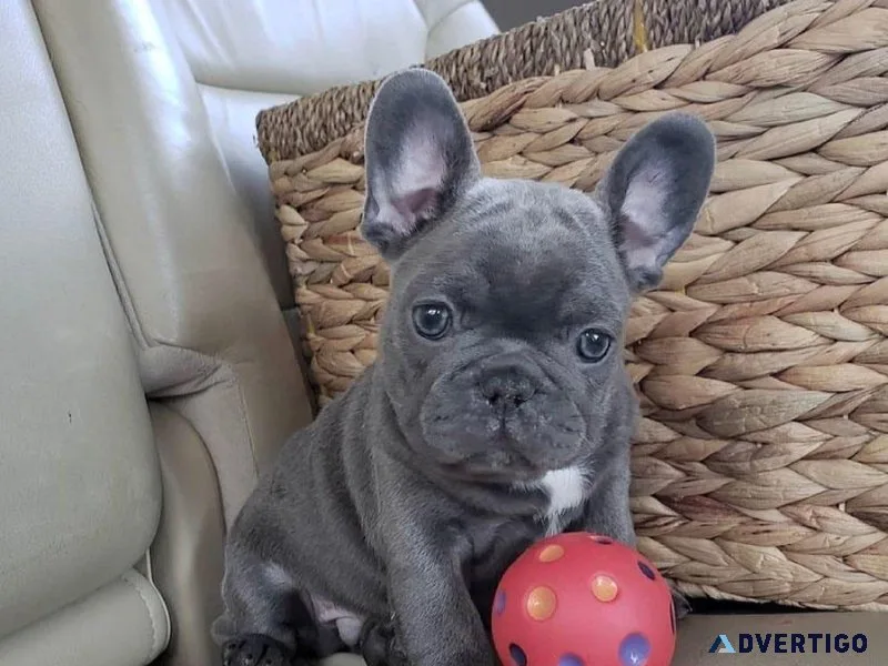 French Bulldog Puppies