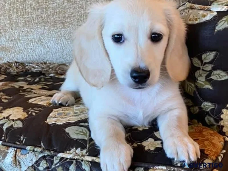 Stunning Dachshund Puppies available
