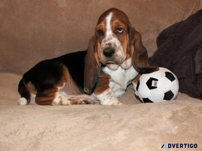 AKC Basset Hound puppies