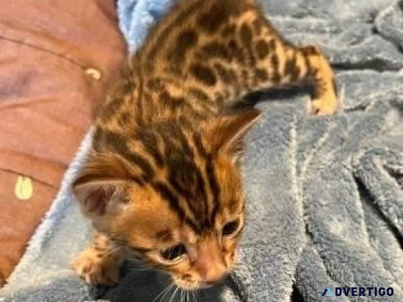gorgeous Bengals.