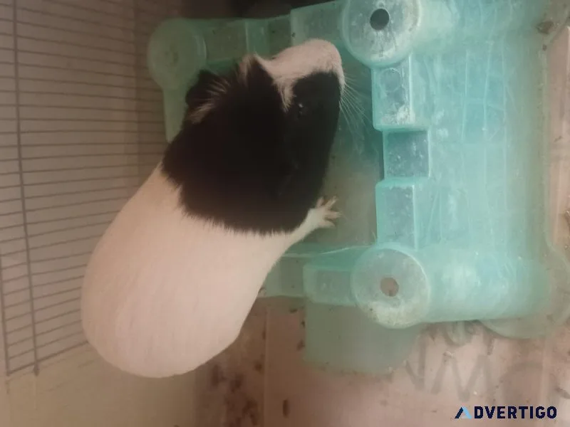 Guinea Pigs