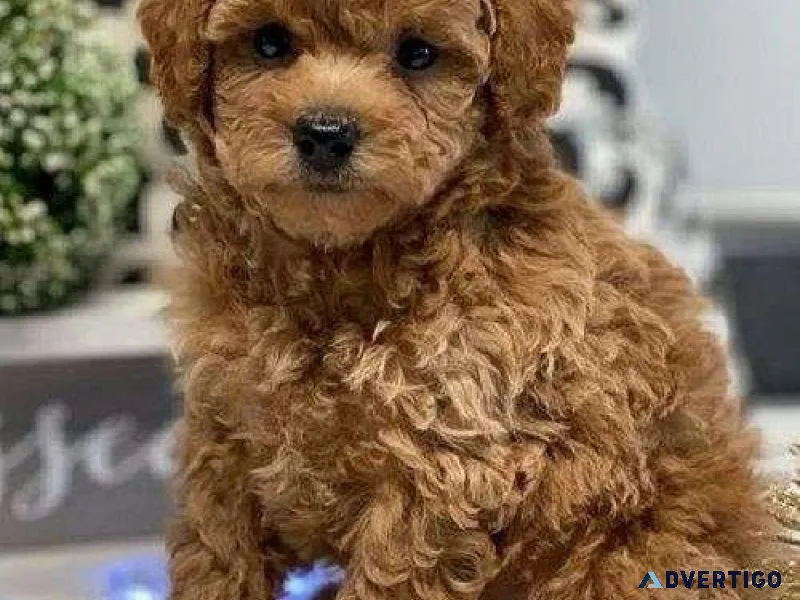 Teacup poodle puppy