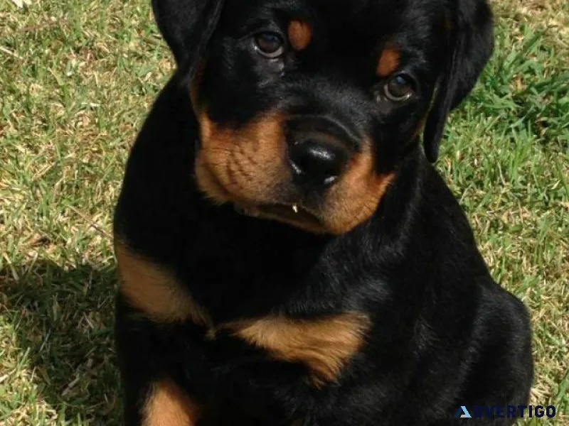 Rottweiler