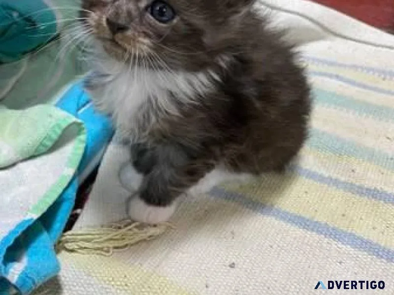 Large purebred maine coon kittens