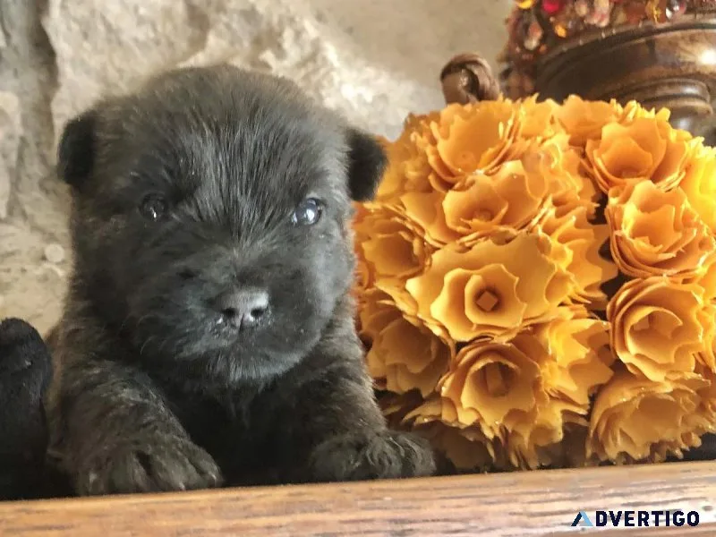 Cairn Terriers