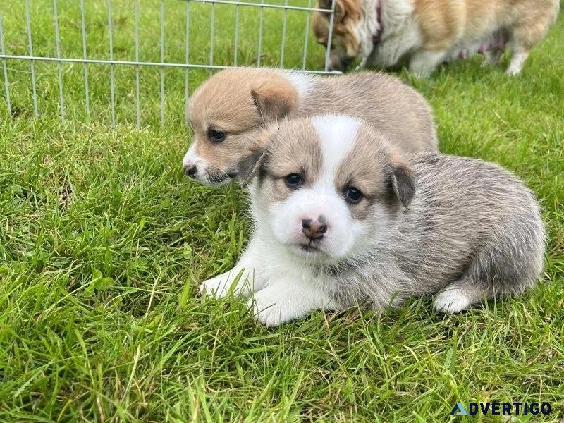 Two Adorable Pembroke Welsh Corgi Puppies
