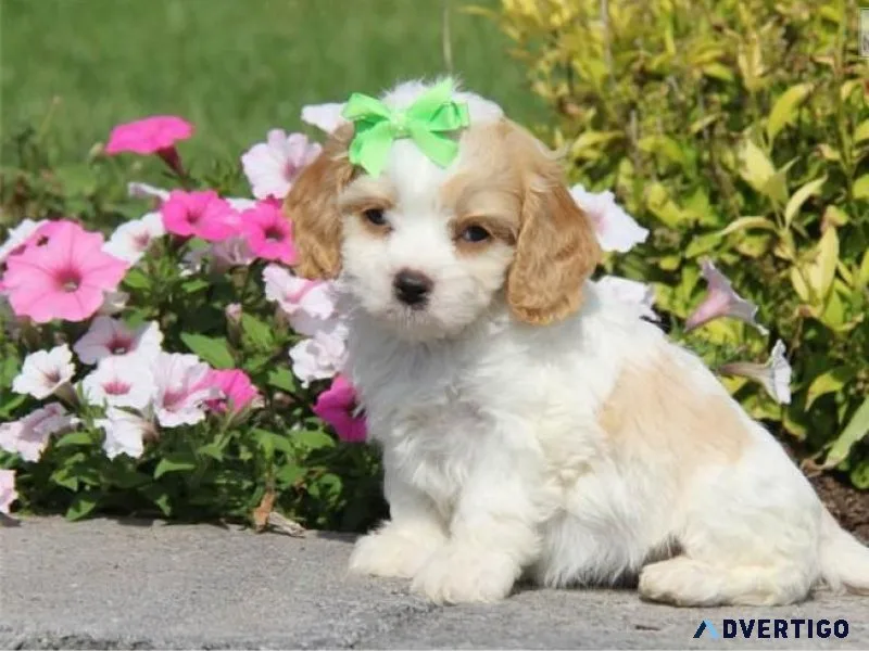 Cavapoo Puppies For Sale