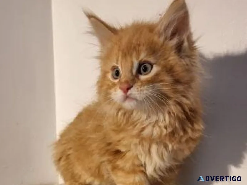 maine coon kittens male and female
