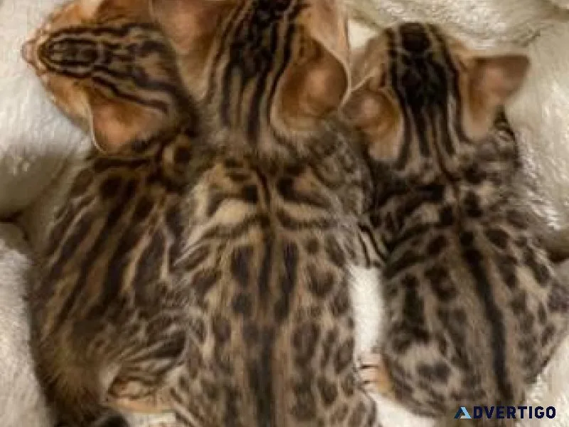 Gorgeous Bengal Kittens Available