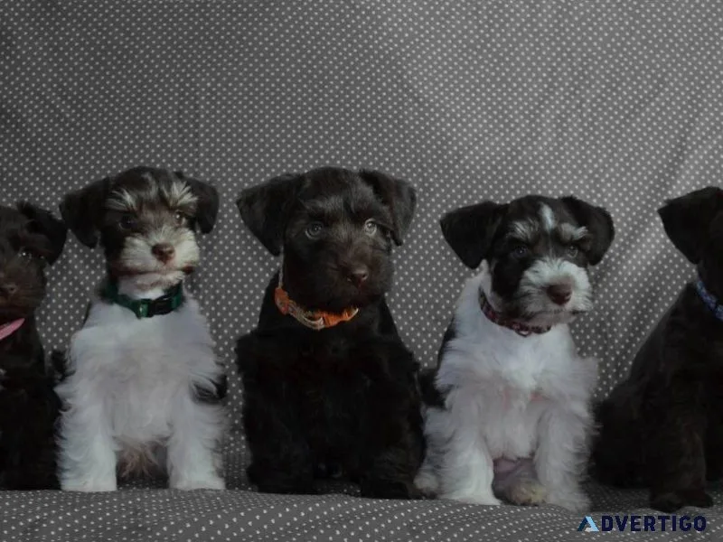 Miniature Schnauzer