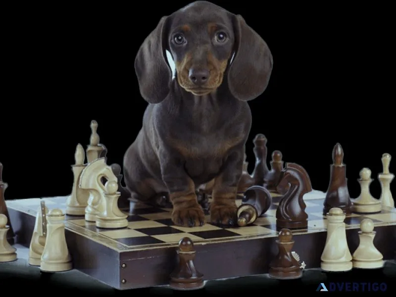 dogs  brain training