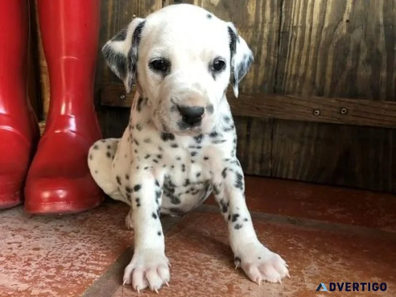 AKC Registered Male and Female Dalmatian Puppies