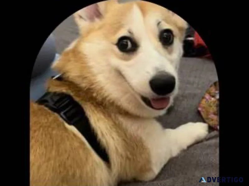 Your dog behavioral training