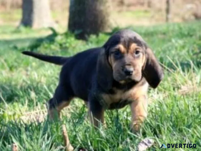 AKC Bloodhound puppies