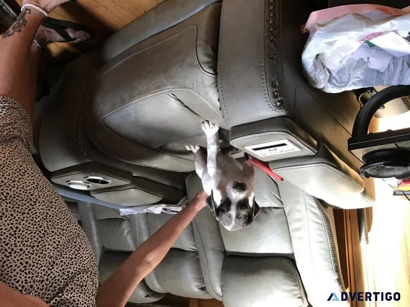 GREAT DANE PUPPIES