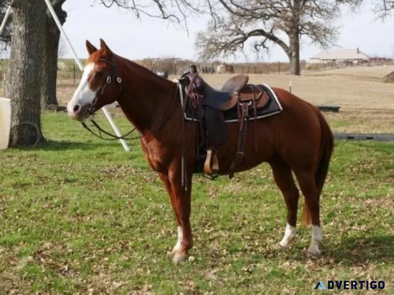 Poquita To The Max 2015 Sorrel Gelding. Kids Safe