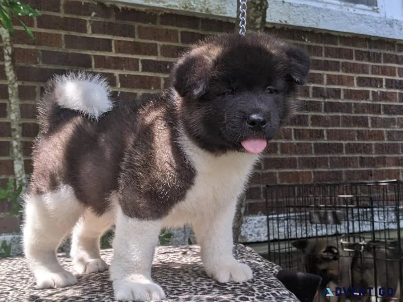 Purebred Akita puppies males and females