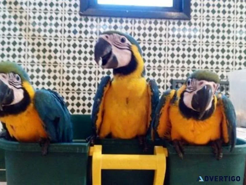 Outstanding Blue and Gold Macaws available