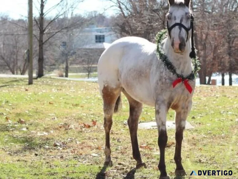 Horses For Sale
