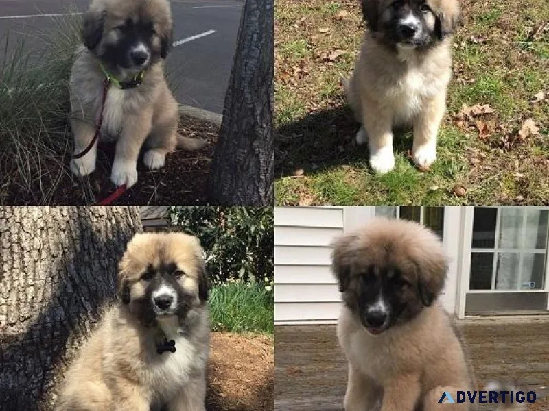 Great Pyrenees  Anatolian Puppies