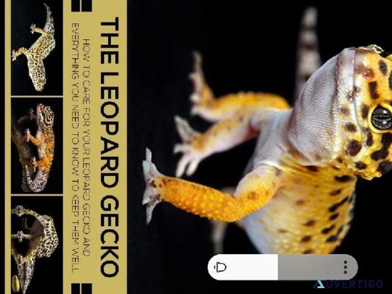 Leopard Gecko and Enclosure and More
