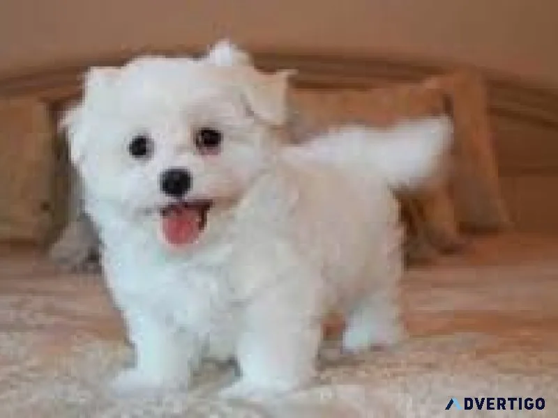 Well trained Maltese
