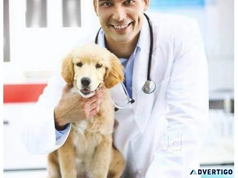 Noida s Top Veterinary Doctors  Vet Land Pet Clinic