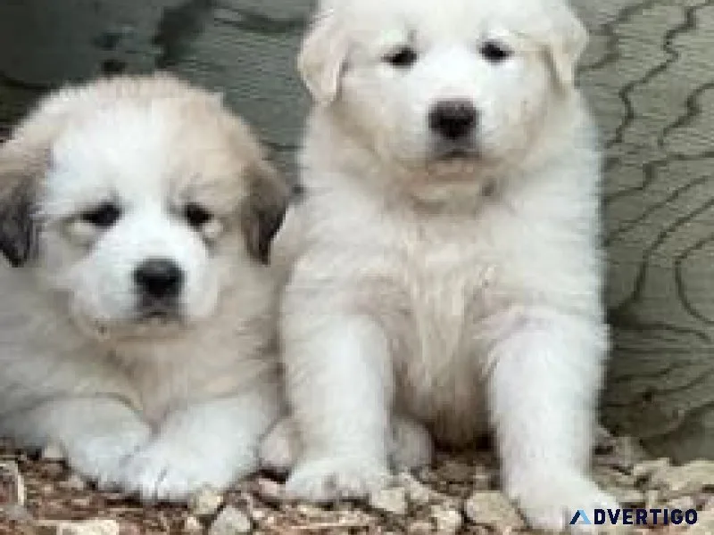GREAT PYRENEES PUPPIES