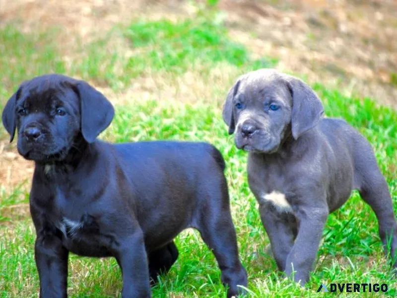 Cane Corso Puppies
