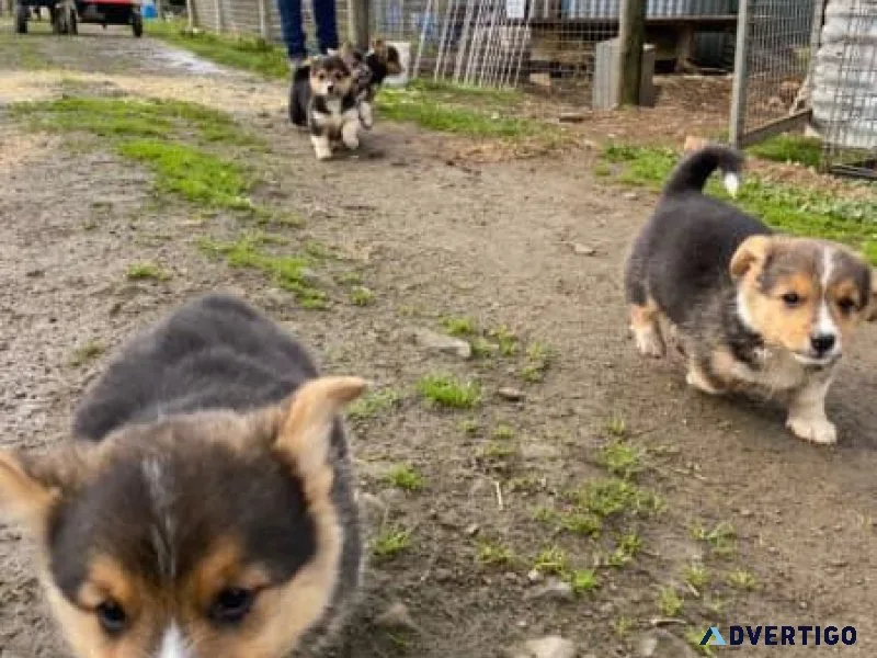 tri colour Pembroke Corgi puppies