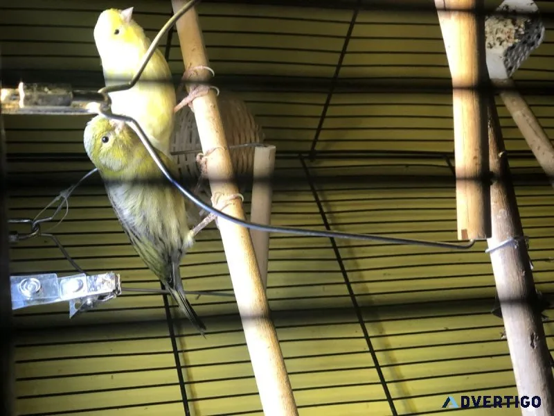 Singing canaries with cage