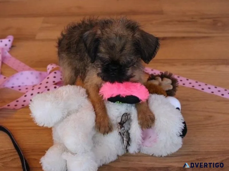 Ready Now Brussel Griffon puppies