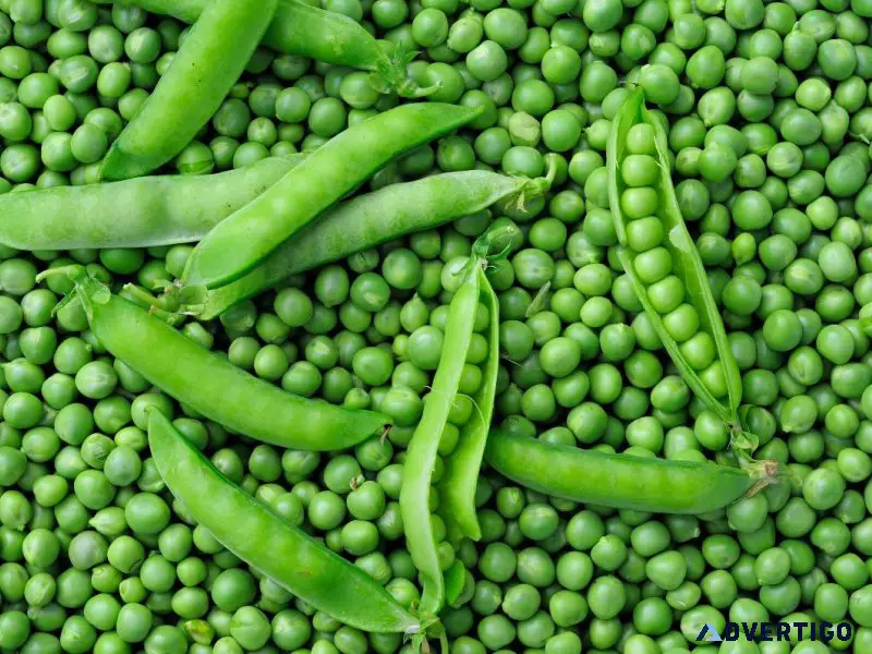 Canadian Peas Exporter and Supplier