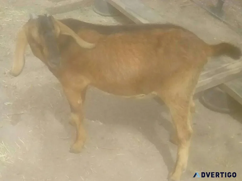 Registered Mini-Nubian Breeder Bucks and Bucklings