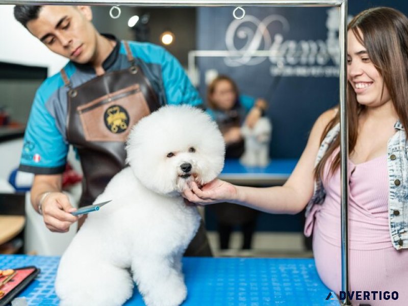 Expert Dog Groomer Near Me  Petzzco Grooming Services