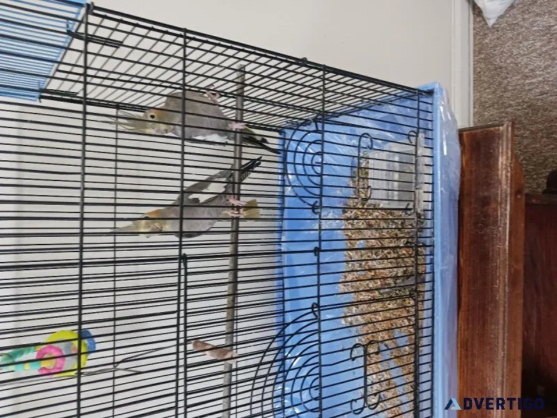 Cockatiel Birds- Set of two female