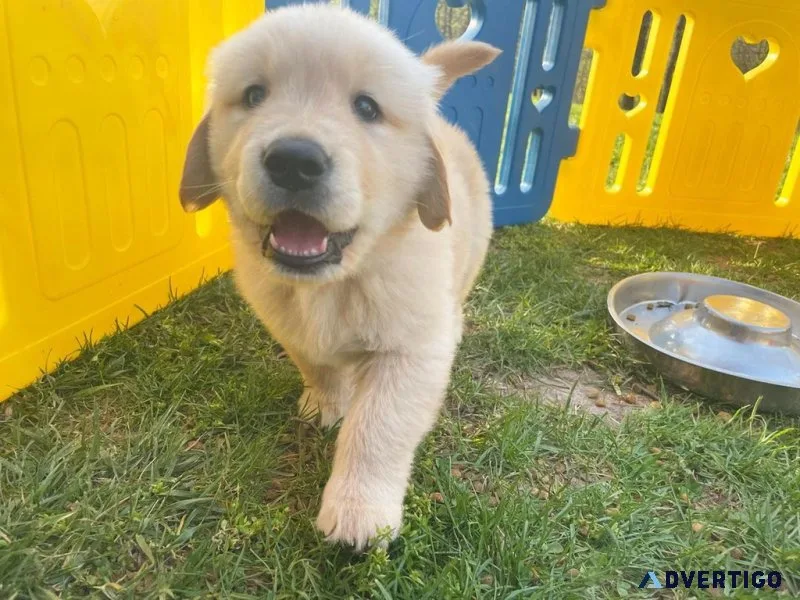 Golden retriever puppies