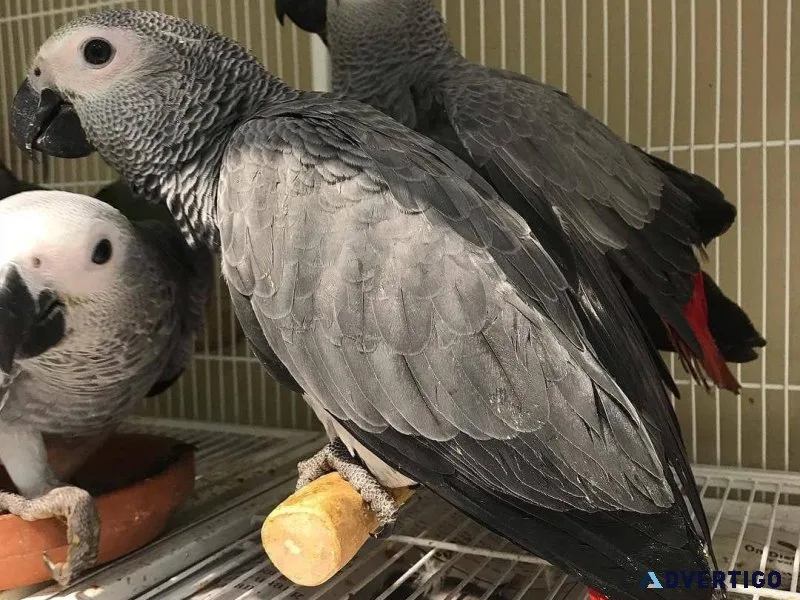 Hand reared African Grey parrots for sale