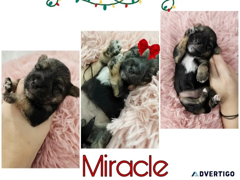 Morkie puppies for sale great price