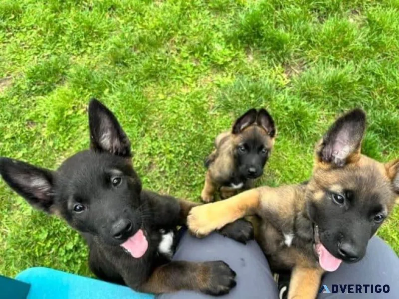 German shepherd puppies ready