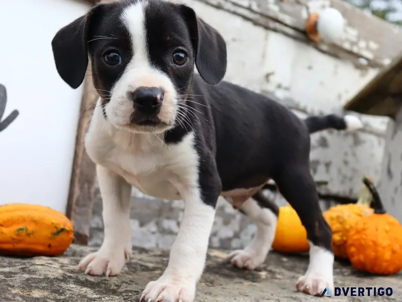 Roger Male Boglen Terrier