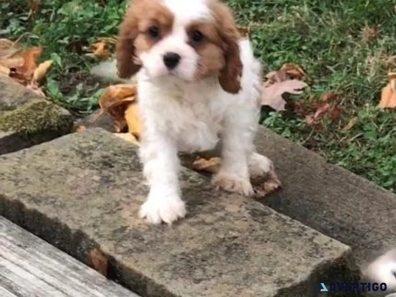 light Cavalier King Charles puppies