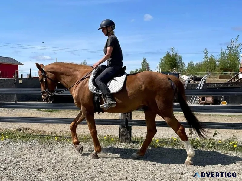 Beobou  Bob Horse for sale