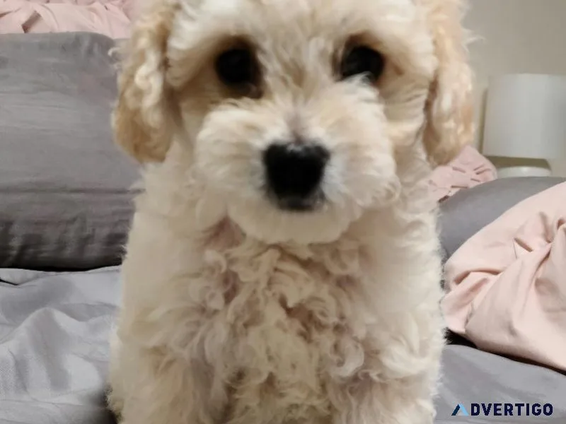 Maltipoo